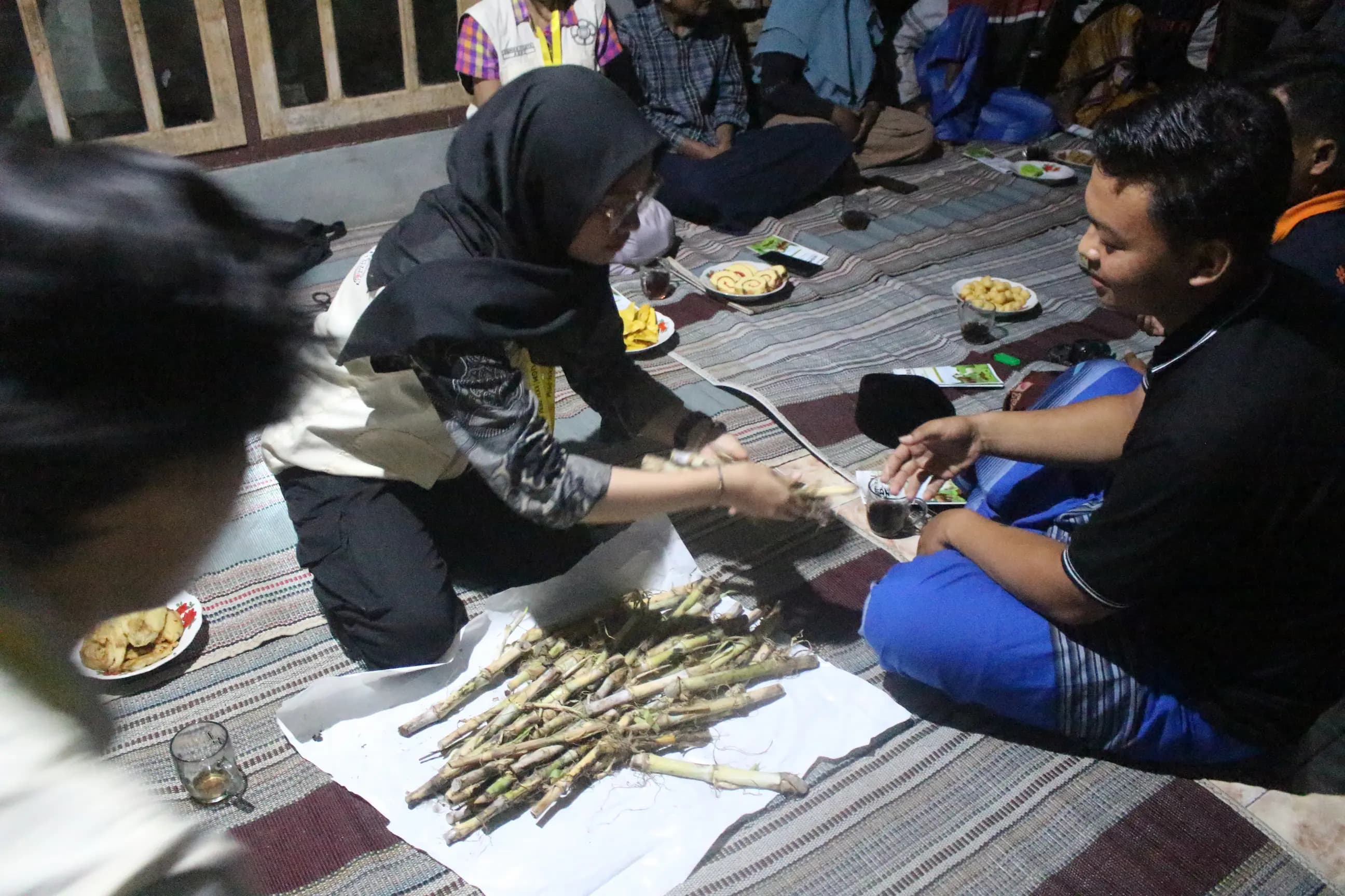 Pembagian Stek Rumput Gama Umami